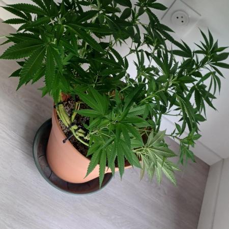 Freeseed rqs 2025