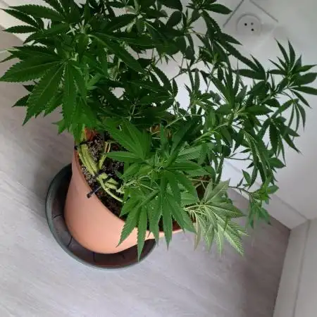 Freeseed rqs 2025