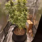 2nd cookies gelato auto