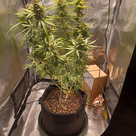 2nd cookies gelato auto