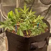 SPECIAL QUEEN #1 AUTO