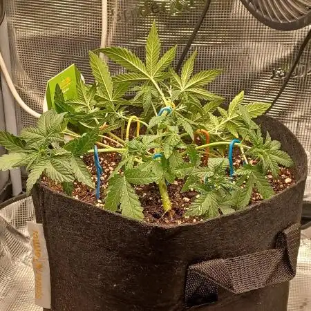 SPECIAL QUEEN #1 AUTO