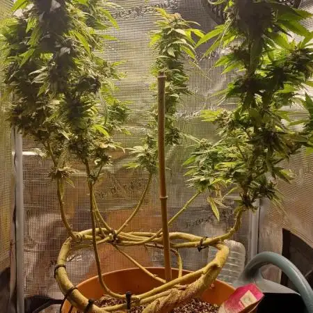 Freeseed rqs 2025