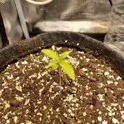 Two royal cookies 🍪
