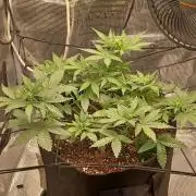 SPECIAL QUEEN #1 AUTO