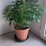Freeseed rqs 2025