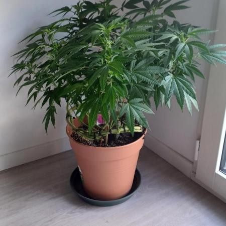 Freeseed rqs 2025