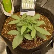 SPECIAL QUEEN #1 AUTO