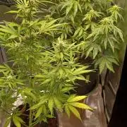 1st full indoor grow