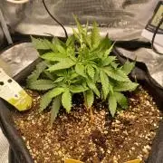 2nd cookies gelato auto