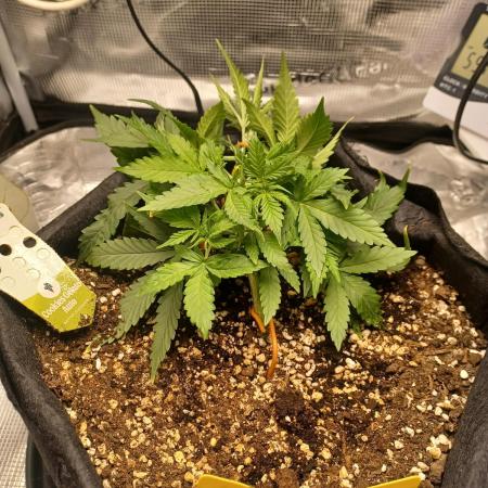 2nd cookies gelato auto