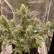 SPECIAL QUEEN #1 AUTO