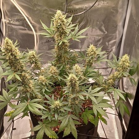 SPECIAL QUEEN #1 AUTO