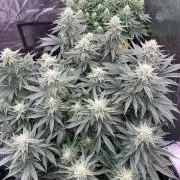 Eternity Grow Cup 2