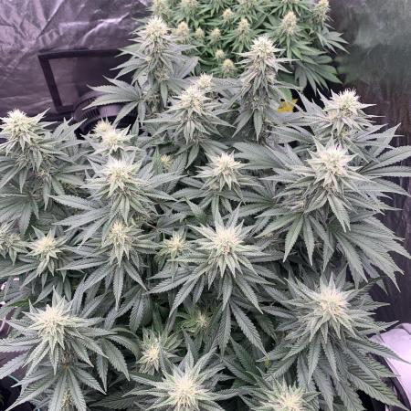 Eternity Grow Cup 2
