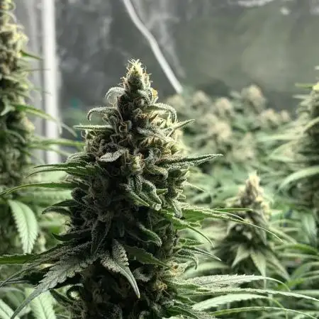 Gorilla Glue #4