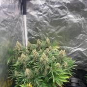Eternity Grow Cup 2