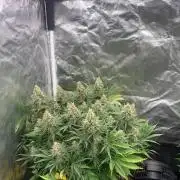 Eternity Grow Cup 2
