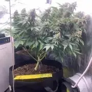 Eternity Grow Cup 2