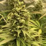Gorilla Glue #4