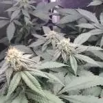 Afghani F3 (universally seeded)