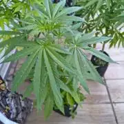 Dr.Grinspoon Seeds Making w/QBLemon