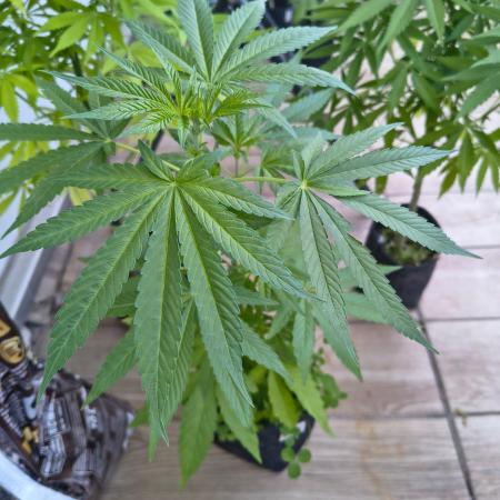 Dr.Grinspoon Seeds Making w/QBLemon