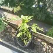 Dr.Grinspoon Seeds Making w/QBLemon