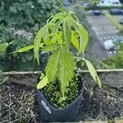 Dr.Grinspoon Seeds Making w/QBLemon