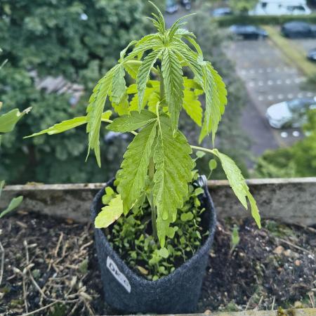 Dr.Grinspoon Seeds Making w/QBLemon