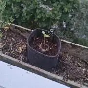 Dr.Grinspoon Seeds Making