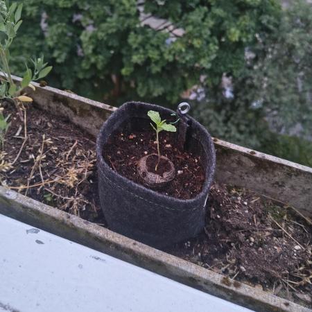 Dr.Grinspoon Seeds Making