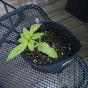 Dr.Grinspoon Seeds Making w/QBLemon