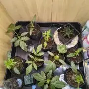 Mix it 2026 Outdoor Germany