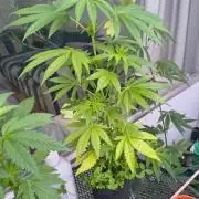 Dr.Grinspoon Seeds Making w/QBLemon
