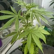 Dr.Grinspoon Seeds Making w/QBLemon