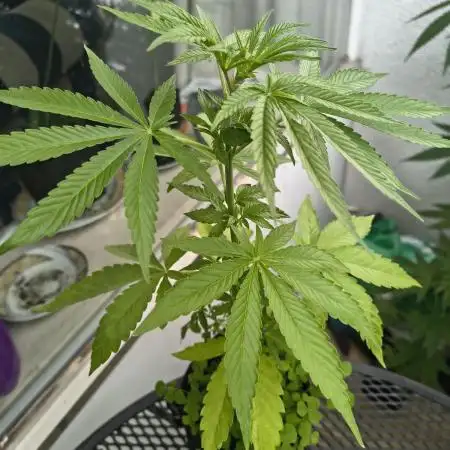 Dr.Grinspoon Seeds Making w/QBLemon