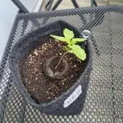 Dr.Grinspoon Seeds Making