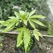 Dr.Grinspoon Seeds Making w/QBLemon
