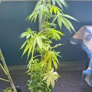 Dr.Grinspoon Seeds Making w/QBLemon