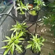 Dr.Grinspoon Seeds Making w/QBLemon