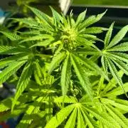 Dr.Grinspoon Seeds Making w/QBLemon