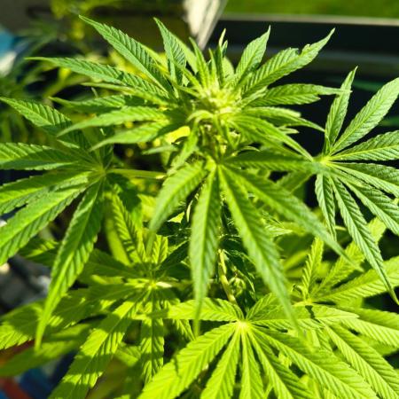 Dr.Grinspoon Seeds Making w/QBLemon