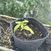 Dr.Grinspoon Seeds Making w/BLemon