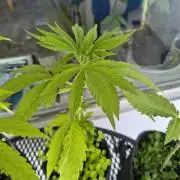 Dr.Grinspoon Seeds Making w/QBLemon