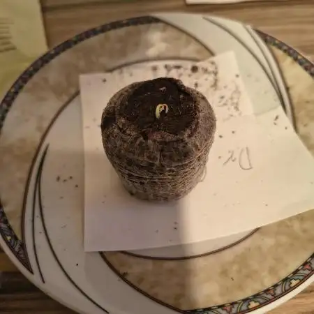 Dr.Grinspoon Seeds Making