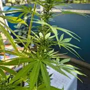 Dr.Grinspoon Seeds Making w/QBLemon
