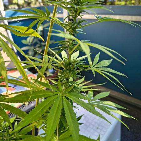 Dr.Grinspoon Seeds Making w/QBLemon