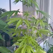 Dr.Grinspoon Seeds Making w/QBLemon