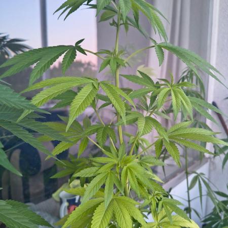 Dr.Grinspoon Seeds Making w/QBLemon